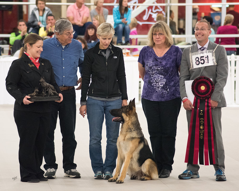 kennel club german shepherd breeders